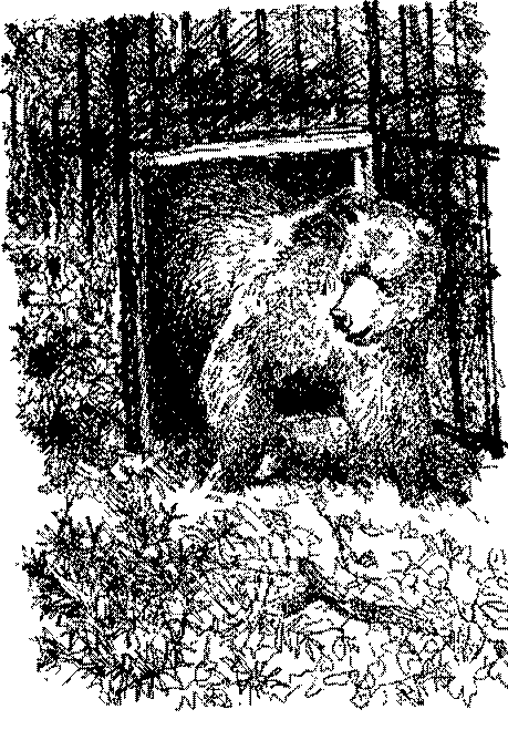 Песни черного дрозда (сборник) pic_19.png