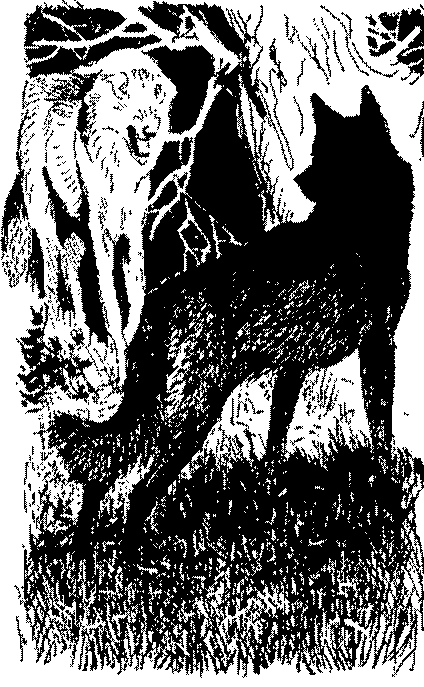 Песни черного дрозда (сборник) pic_5.png