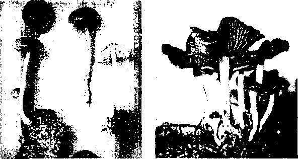 LSD. Галлюциногены, психоделия и феномен зависимости img5E51.jpg