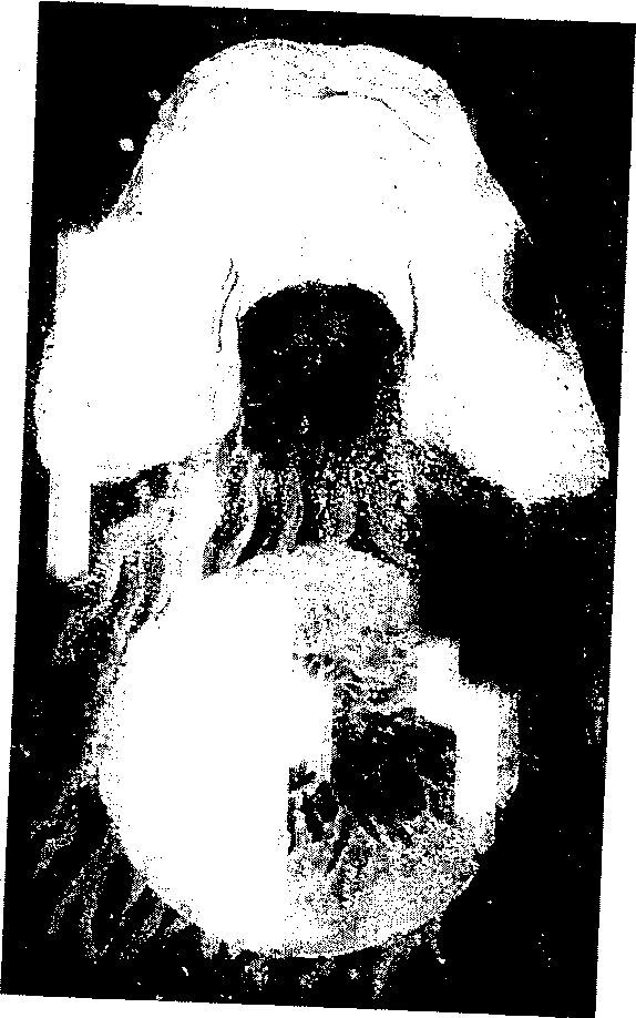LSD. Галлюциногены, психоделия и феномен зависимости img95BE.jpg