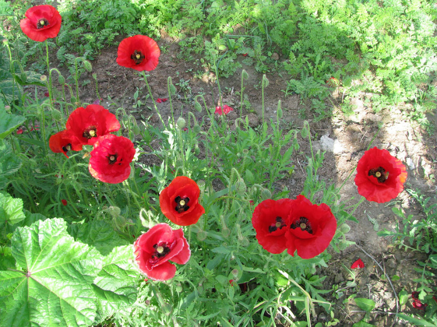 Чётки image38_548e70c03767386b10806bd4_jpg.jpeg