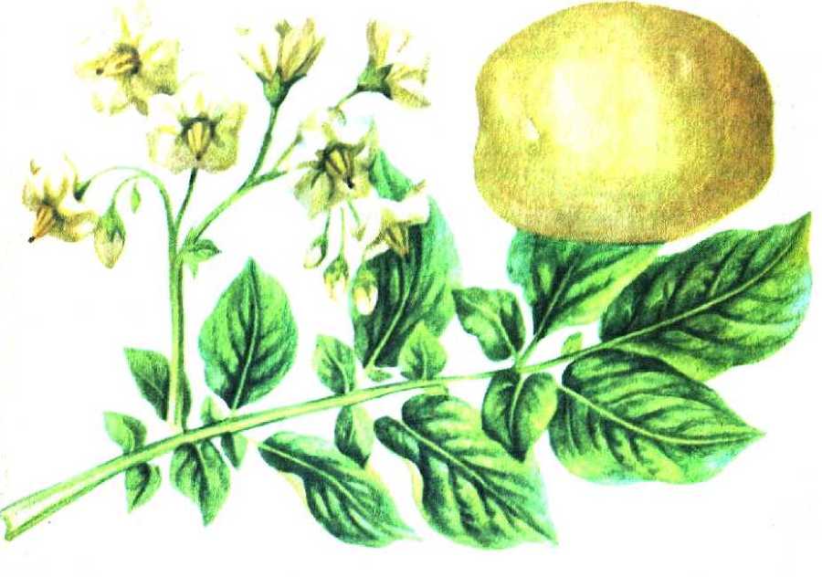 Ранний картофель _5.jpg