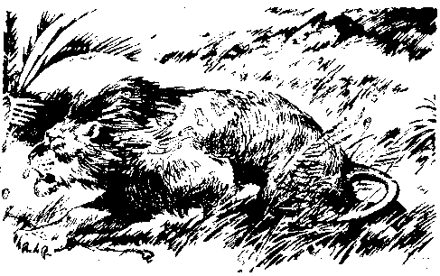 Борьба за огонь. Пещерный лев (с илл.) pic_43.png