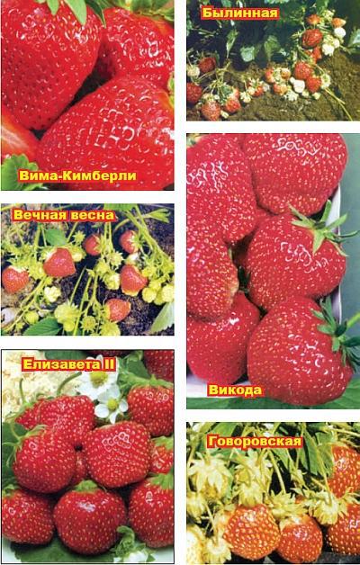 Земляника. Опыт выращивания _8.jpg