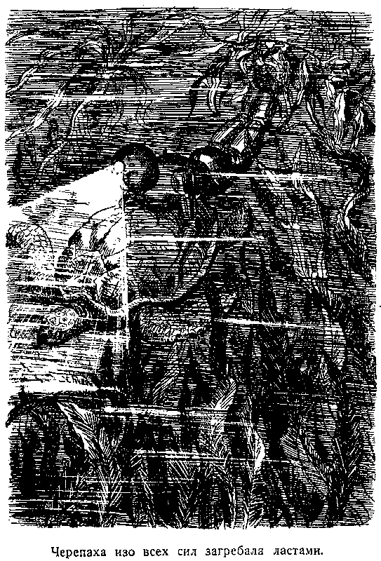 Тайна двух океанов (илл. В. Ермолов) pic_15.png