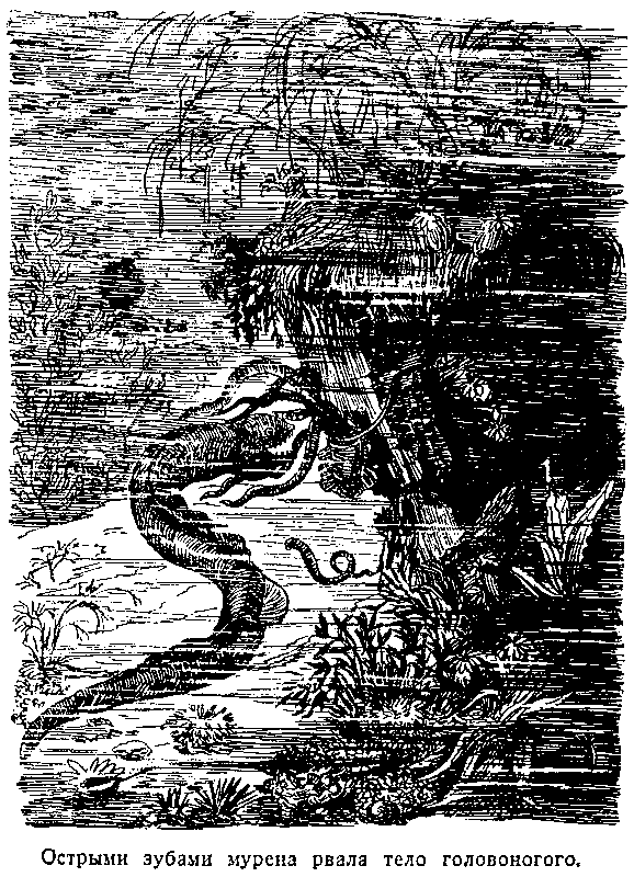 Тайна двух океанов (илл. В. Ермолов) pic_6.png