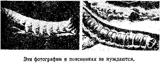 Живой кристалл _36.jpg