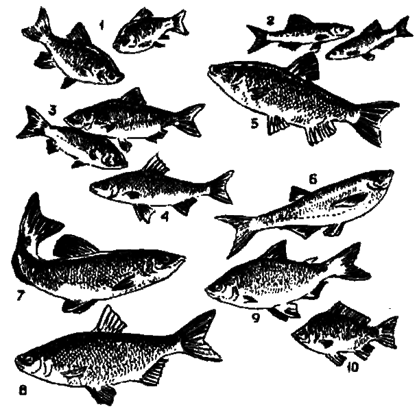 Рыбацкие секреты i_010.png