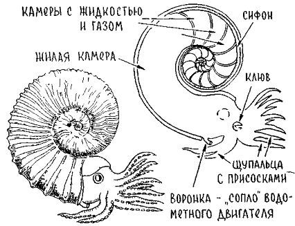 Путешествие по берегам морей, которых никто никогда не видел i_075.jpg