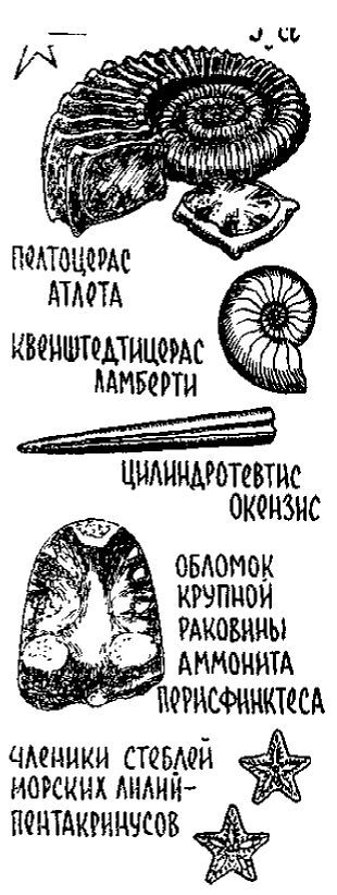 Путешествие по берегам морей, которых никто никогда не видел i_083.jpg