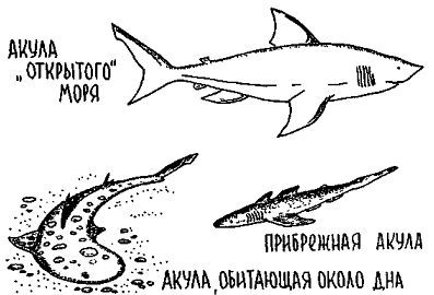 Путешествие по берегам морей, которых никто никогда не видел i_112.jpg