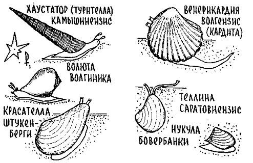 Путешествие по берегам морей, которых никто никогда не видел i_131.jpg