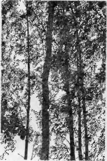 Юность, опаленная войной img_29.jpeg