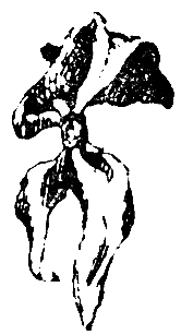 Снежный человек (илл. И. Архипова) pic_74.png