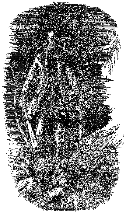 Мгновенье на ветру i_005.png