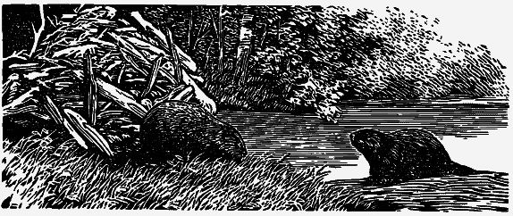 Том 4. Жень-шень. Серая Сова. Неодетая весна i_005.png