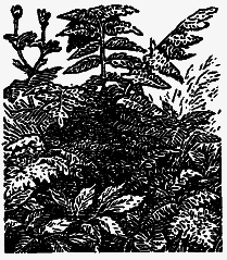 Том 3. Журавлиная родина. Календарь природы i_029.png