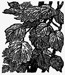 Том 3. Журавлиная родина. Календарь природы i_003.png