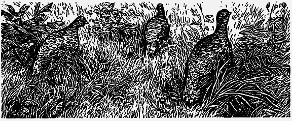 Том 3. Журавлиная родина. Календарь природы i_012.png
