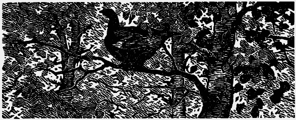 Том 3. Журавлиная родина. Календарь природы i_013.png