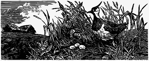 Том 3. Журавлиная родина. Календарь природы i_017.png