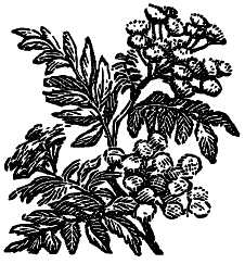 Том 2. Кащеева цепь. Мирская чаша i_023.png