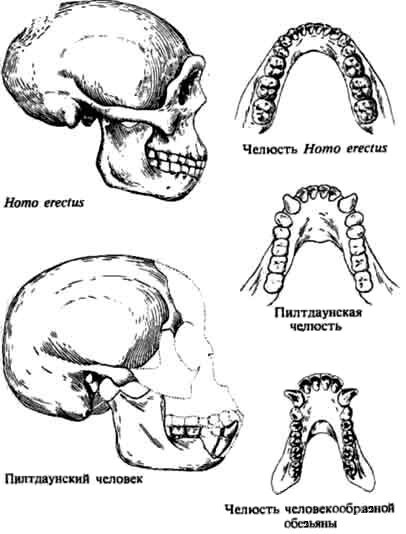 Люси. Истоки рода человеческого J7100001.jpg