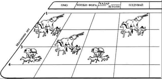 Люси. Истоки рода человеческого J43.jpg