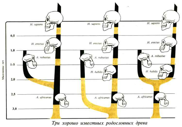 Люси. Истоки рода человеческого J5900000.jpg
