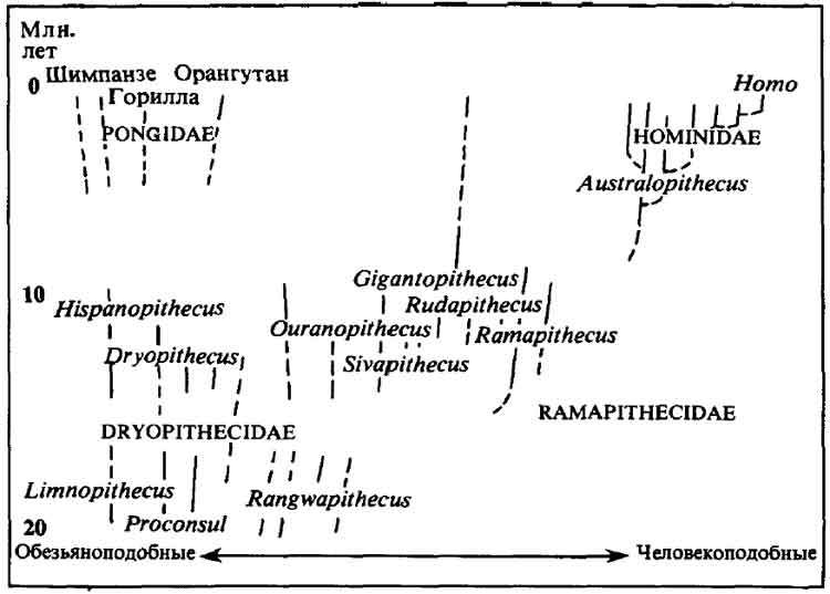 Люси. Истоки рода человеческого J80y.jpg