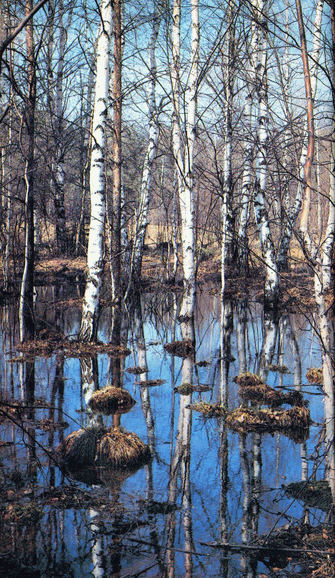 Мир зеленого безмолвия image12.png