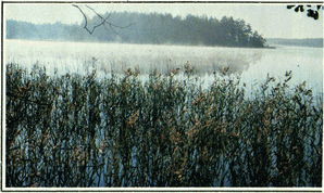 Мир зеленого безмолвия image3.png