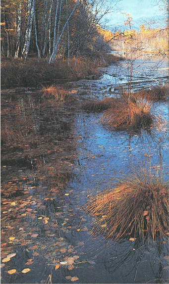 Мир зеленого безмолвия image4.png