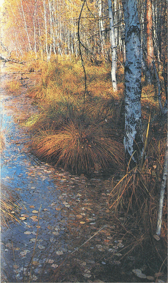 Мир зеленого безмолвия image5.png