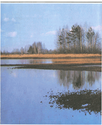 Мир зеленого безмолвия image7.png