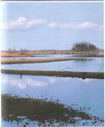 Мир зеленого безмолвия image9.png