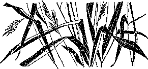Мир зеленого безмолвия image27.png