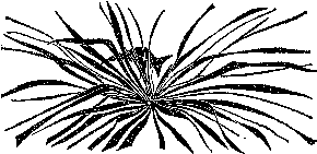 Мир зеленого безмолвия image29.png