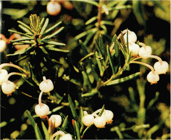 Мир зеленого безмолвия image30.png