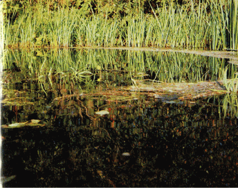 Мир зеленого безмолвия image31.png