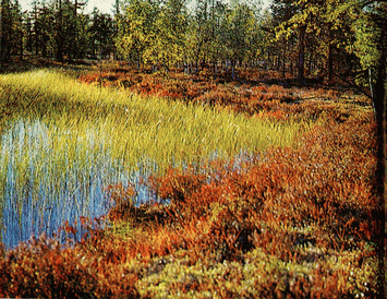 Мир зеленого безмолвия image32.png