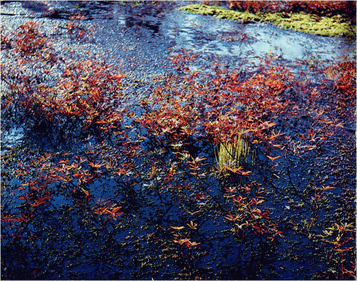 Мир зеленого безмолвия image33.png