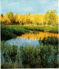 Мир зеленого безмолвия image34.png