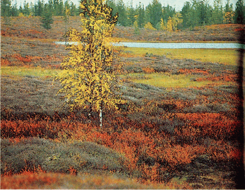 Мир зеленого безмолвия image37.png