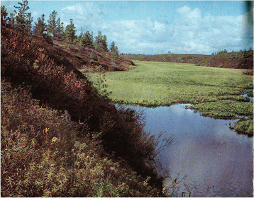 Мир зеленого безмолвия image38.png