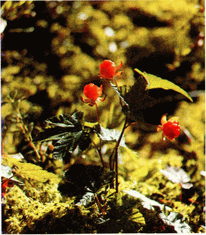 Мир зеленого безмолвия image39.png