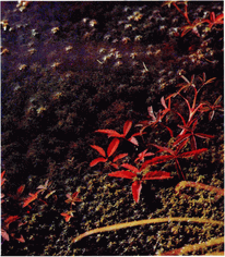 Мир зеленого безмолвия image41.png