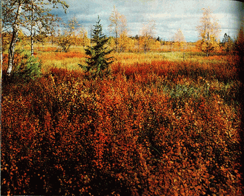 Мир зеленого безмолвия image42.png