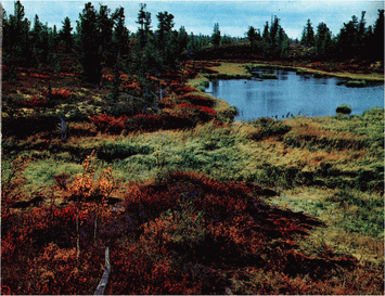 Мир зеленого безмолвия image43.png