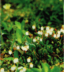 Мир зеленого безмолвия image44.png